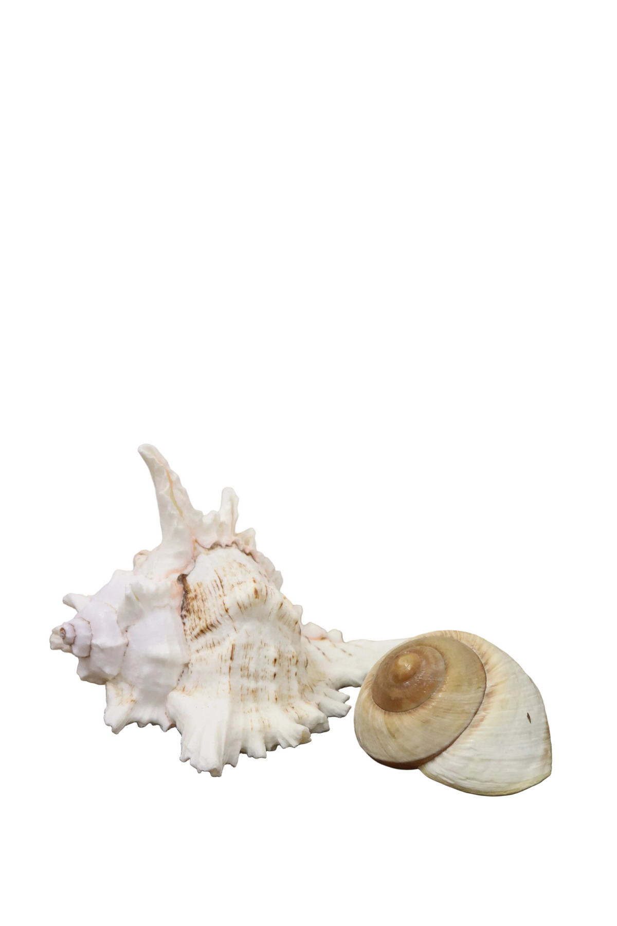 Coquillage (lot de 5)