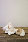 Coquillage (lot de 5)