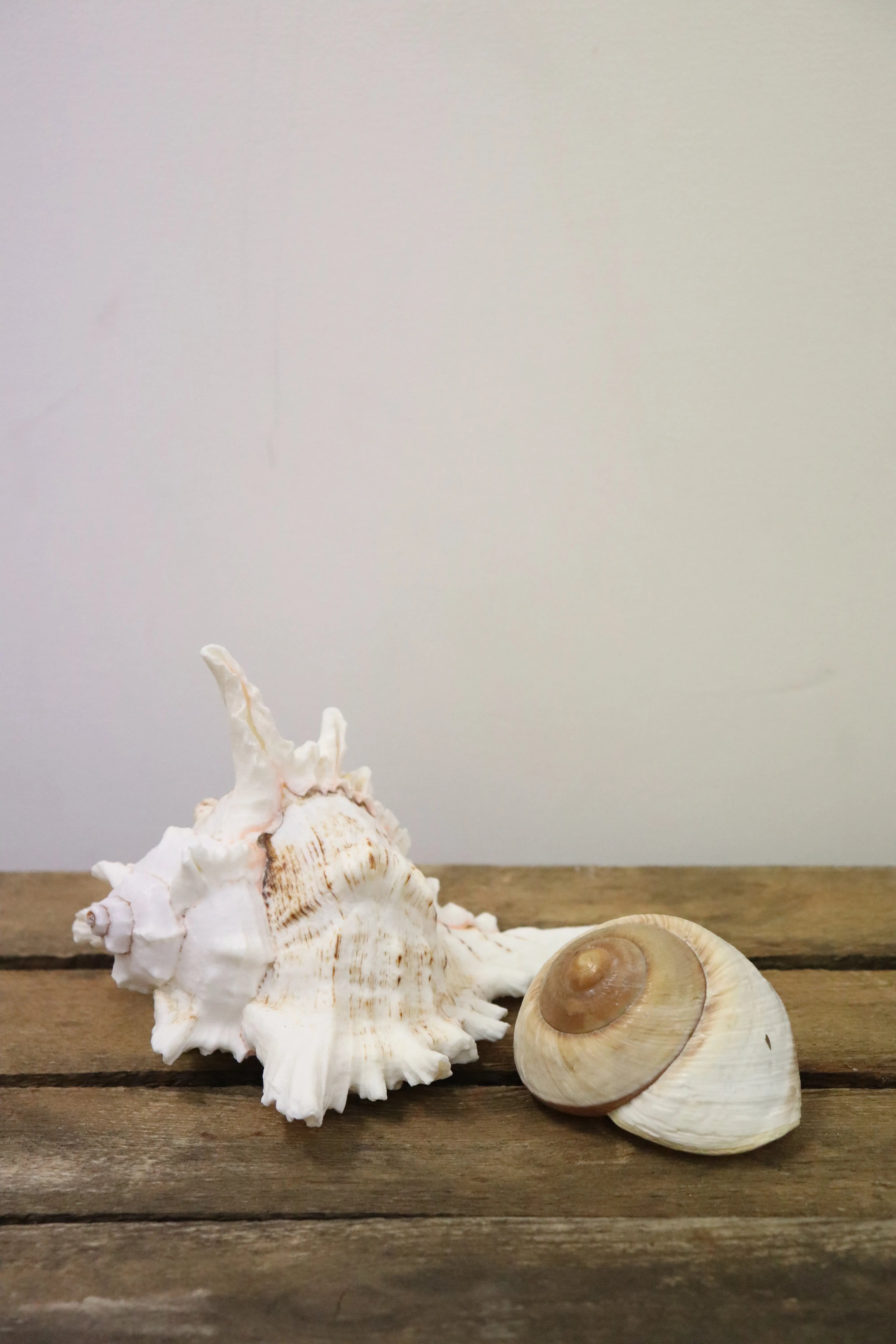 Coquillage (lot de 5)