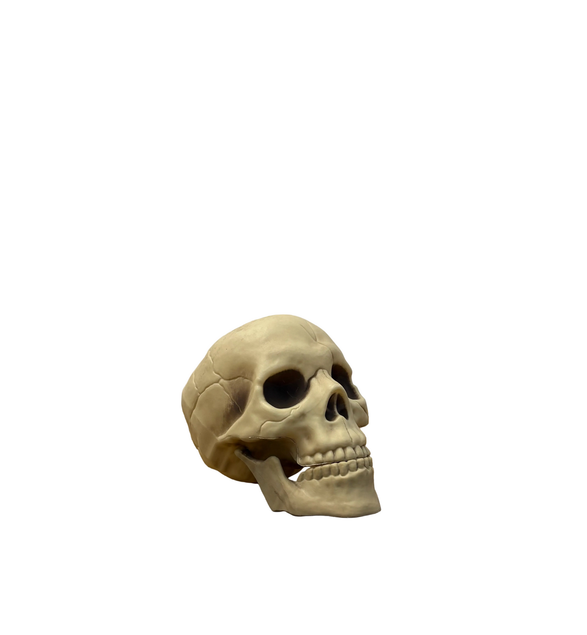 Faux crâne