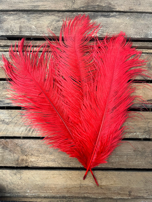 Plumes autruches rouges