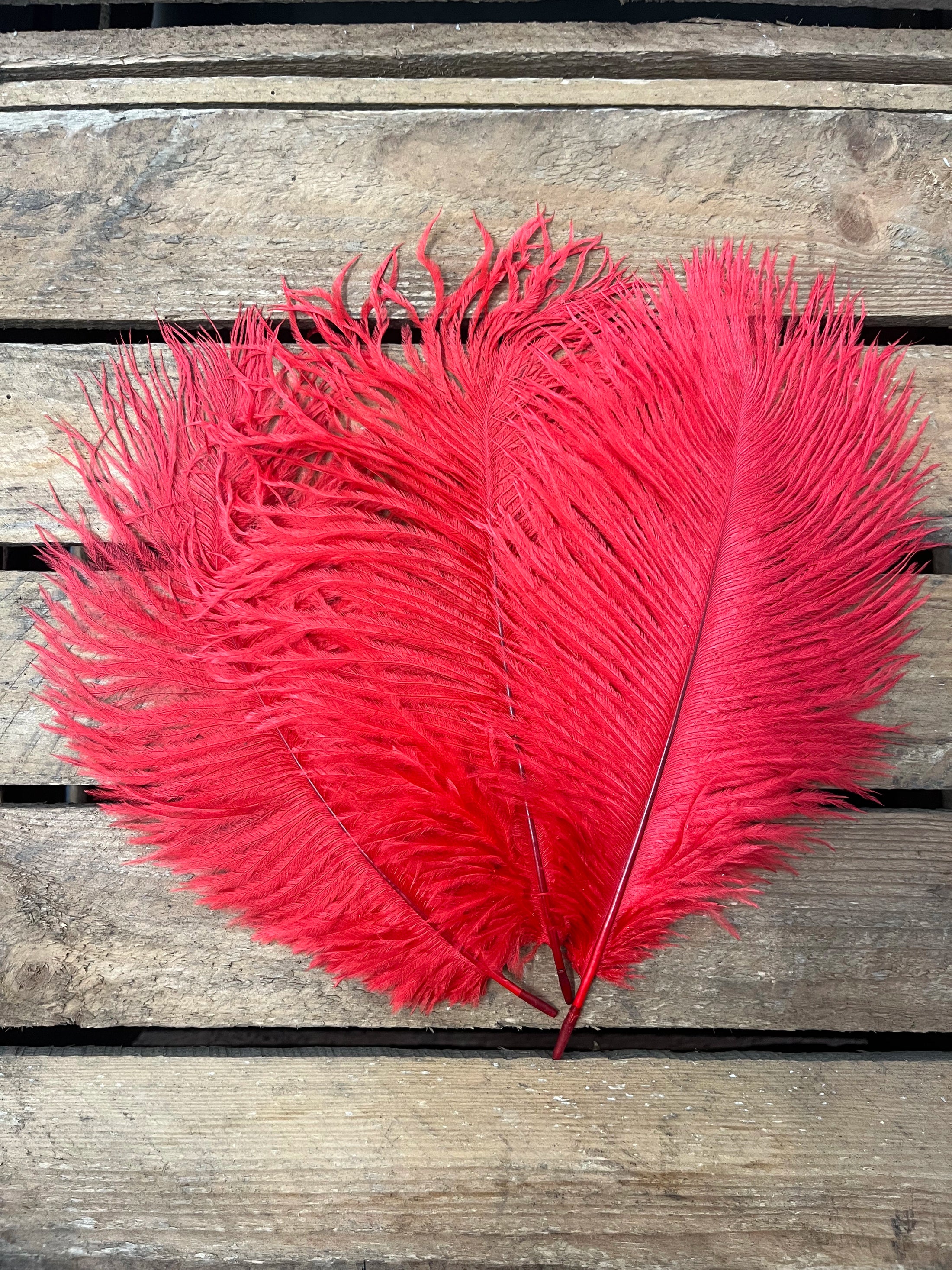 Plumes autruches rouges