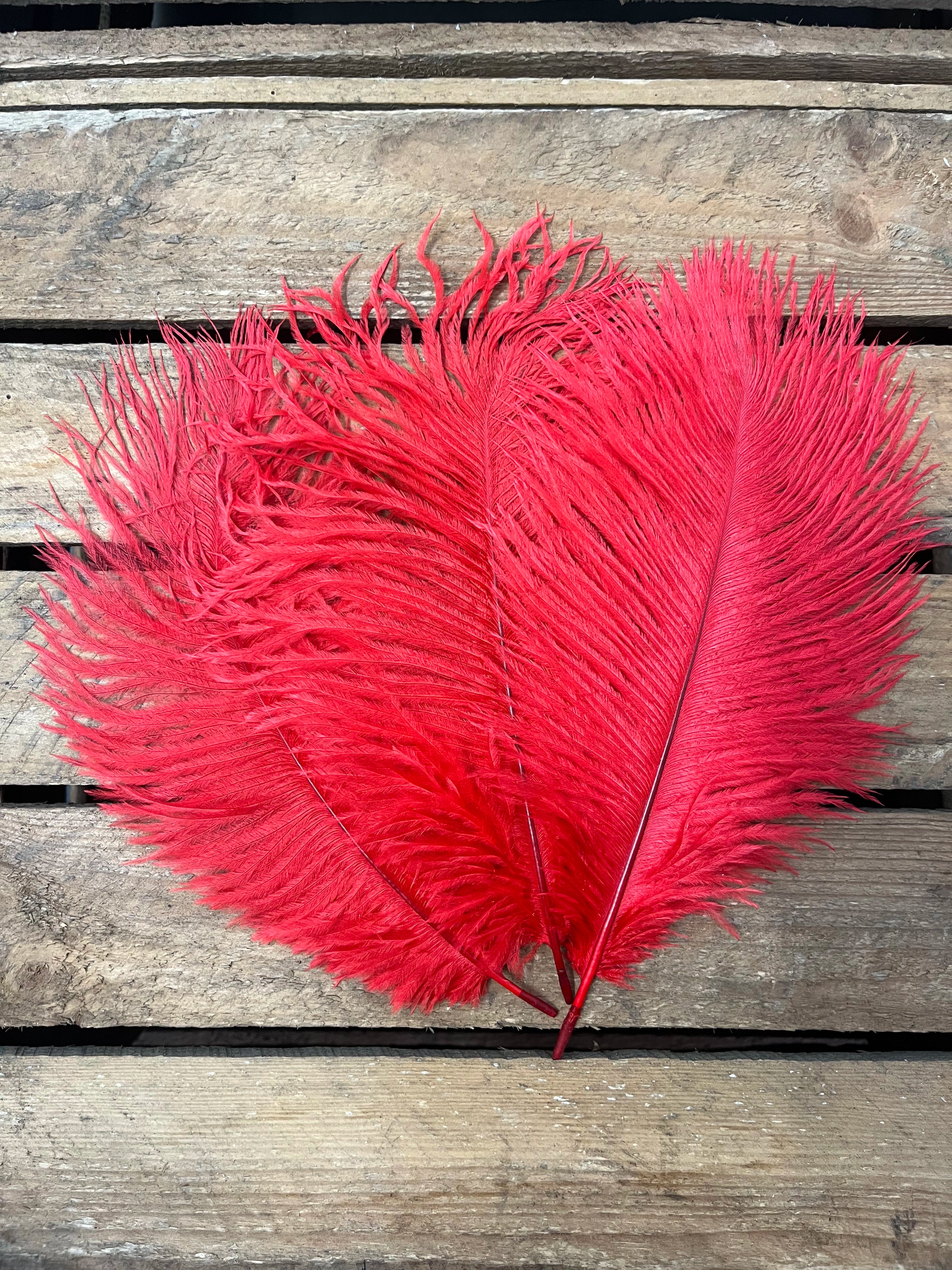 Plumes autruches rouges