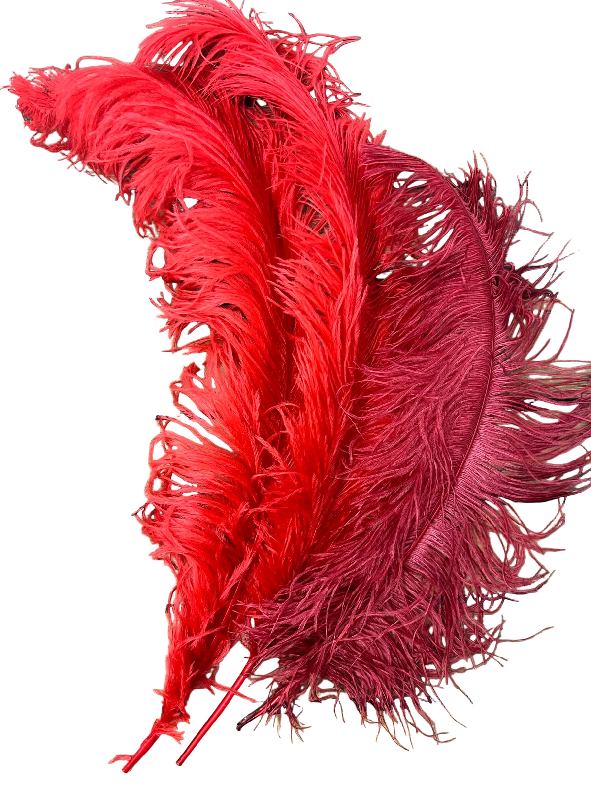 Plumes autruches rouges