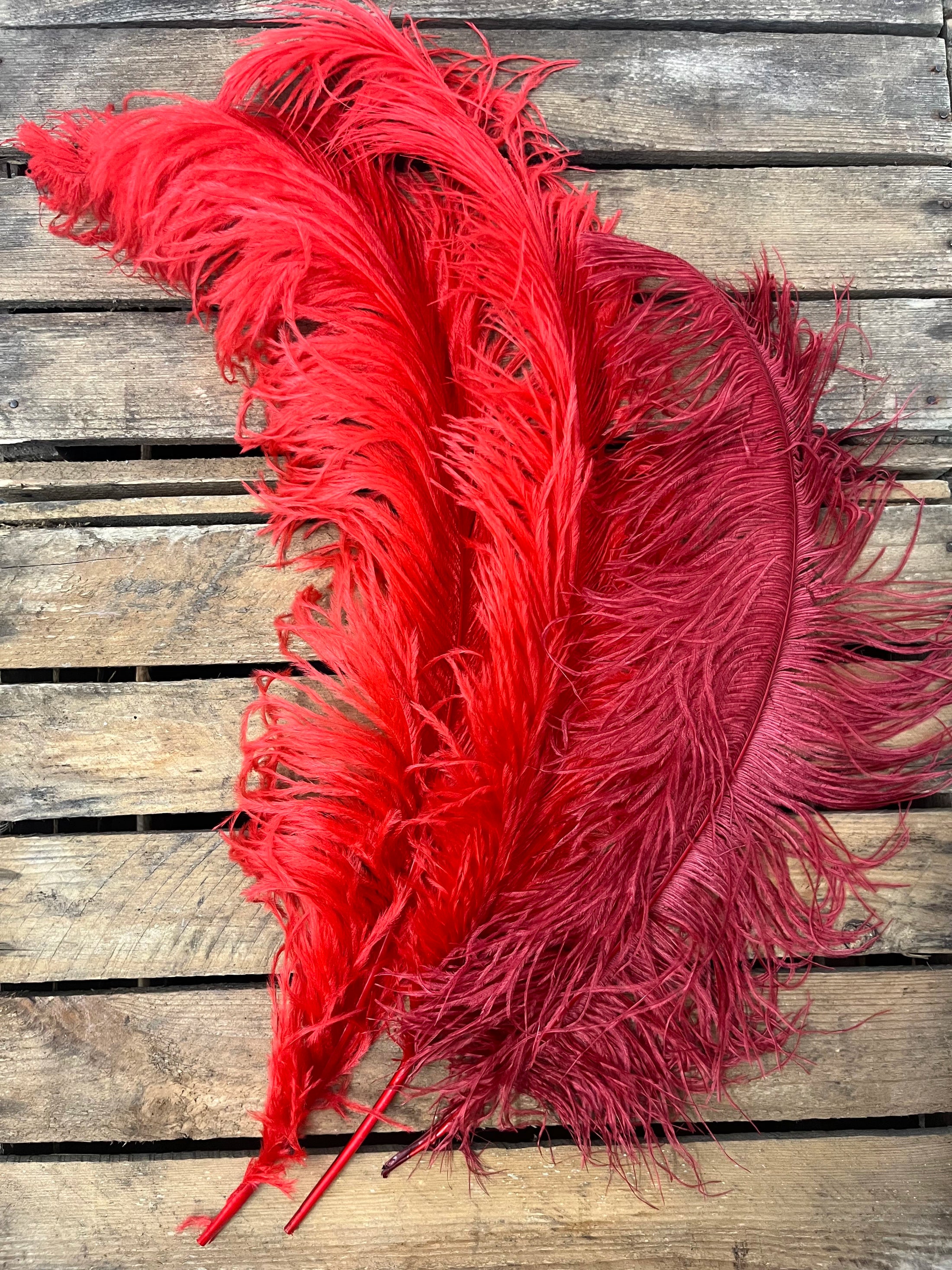 Plumes autruches rouges