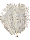 Plumes autruches blanches