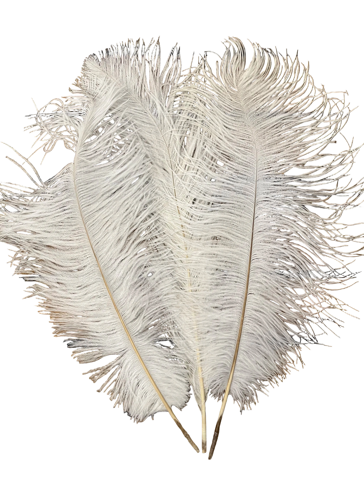 Plumes autruches blanches