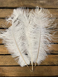 Plumes autruches blanches