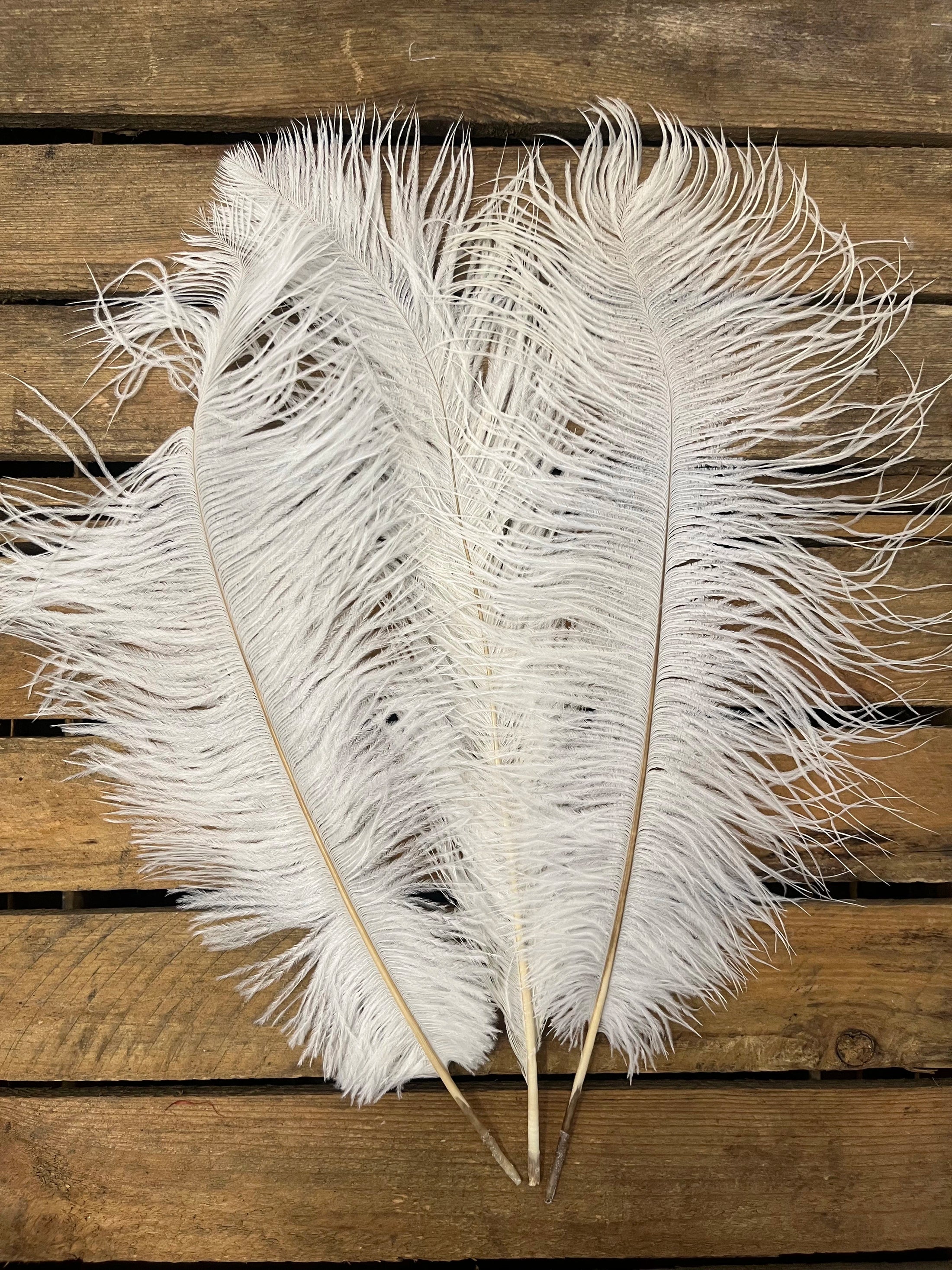 Plumes autruches blanches