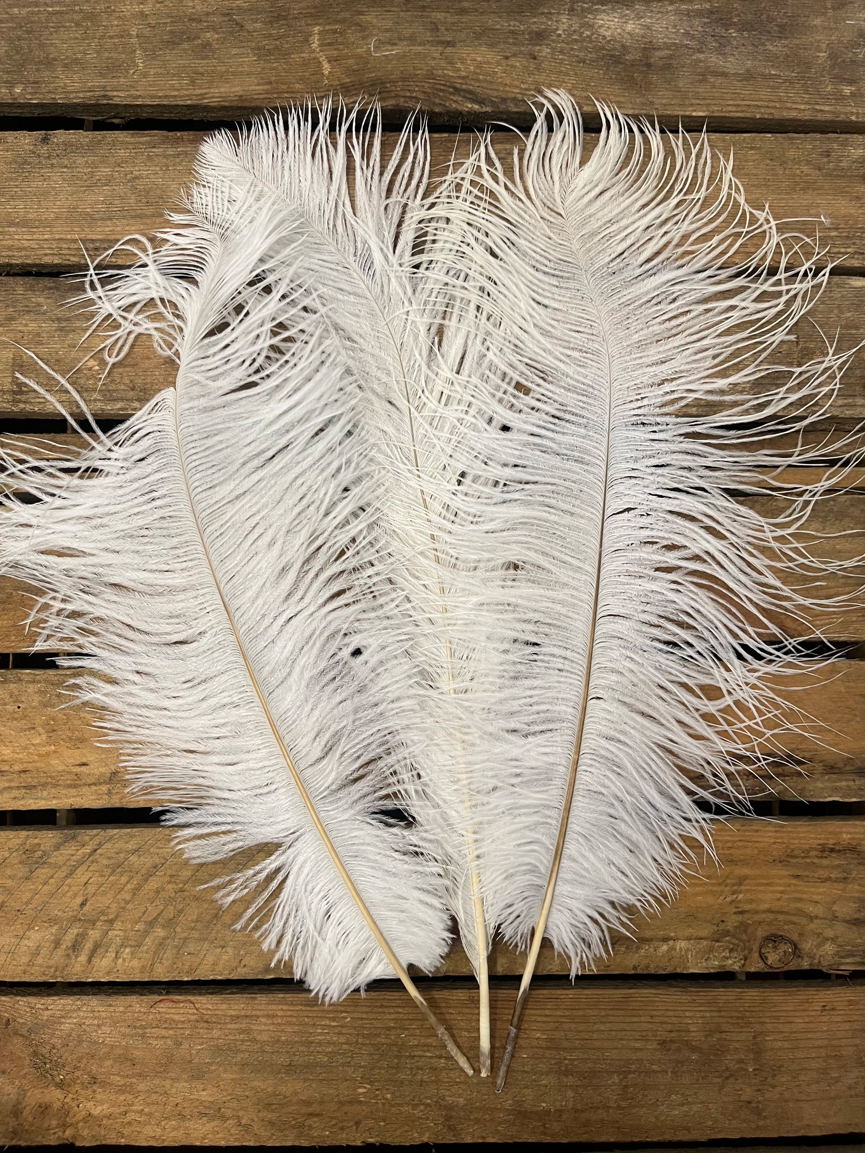 Plumes autruches blanches