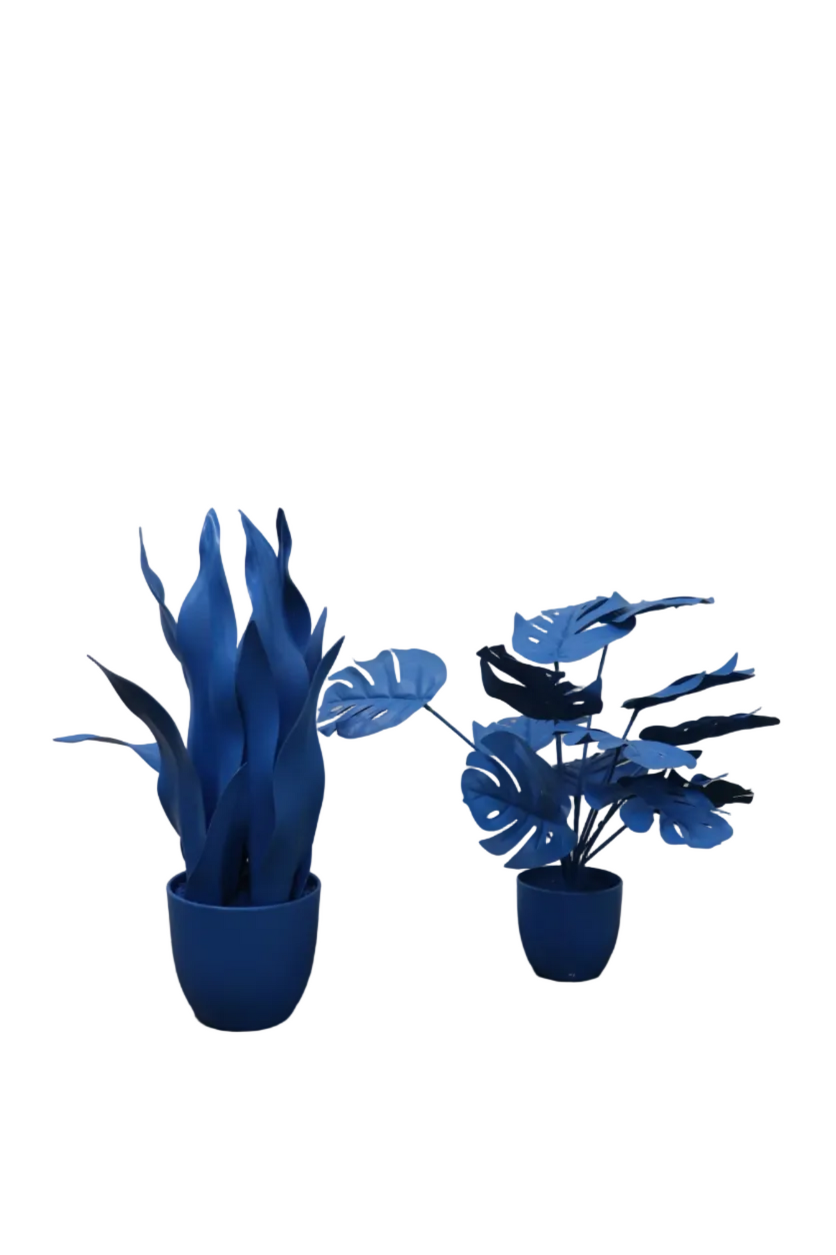 Plantes colorées (lot de 2)