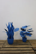 Plantes colorées (lot de 2)