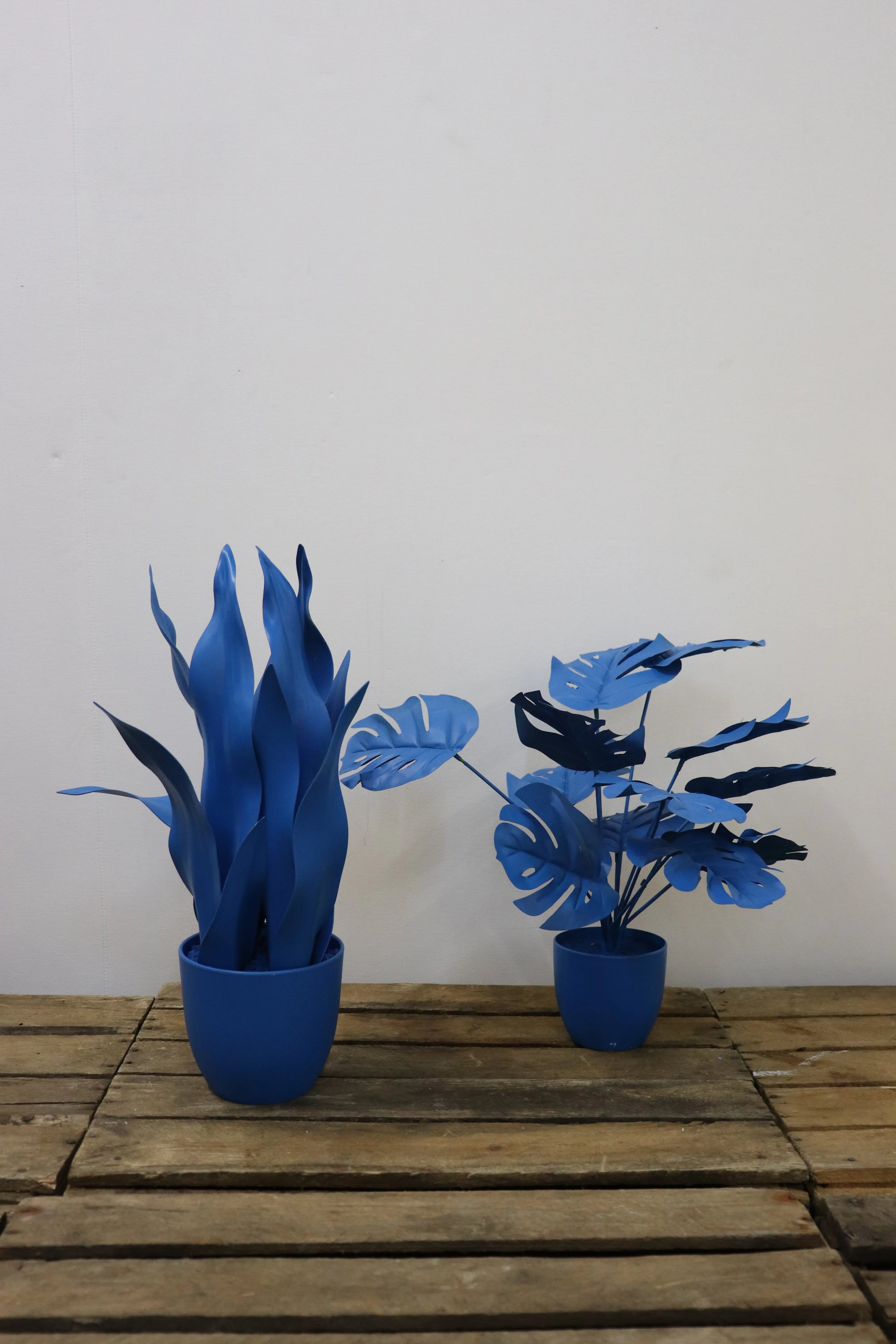 Plantes colorées (lot de 2)
