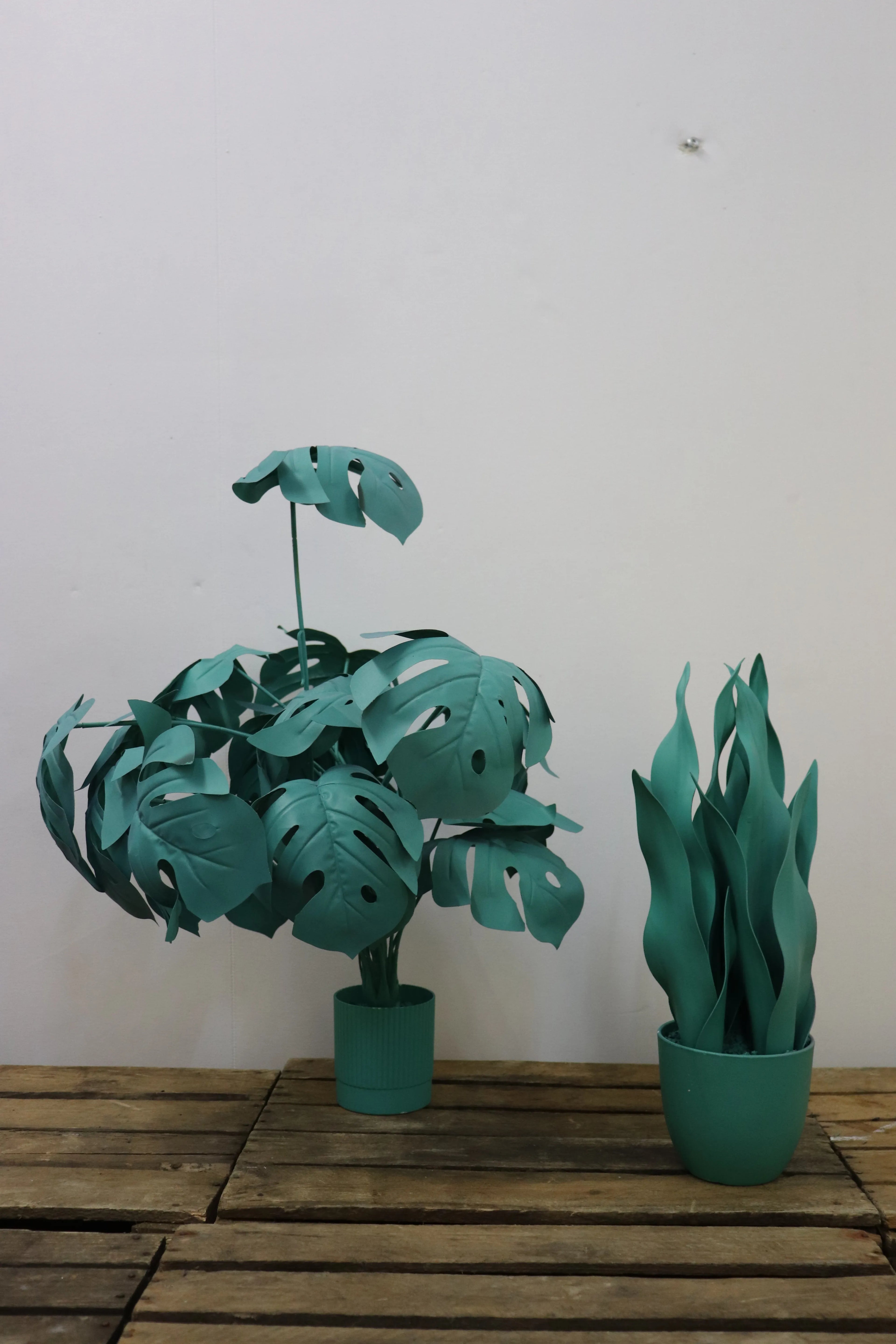 Plantes colorées (lot de 2)