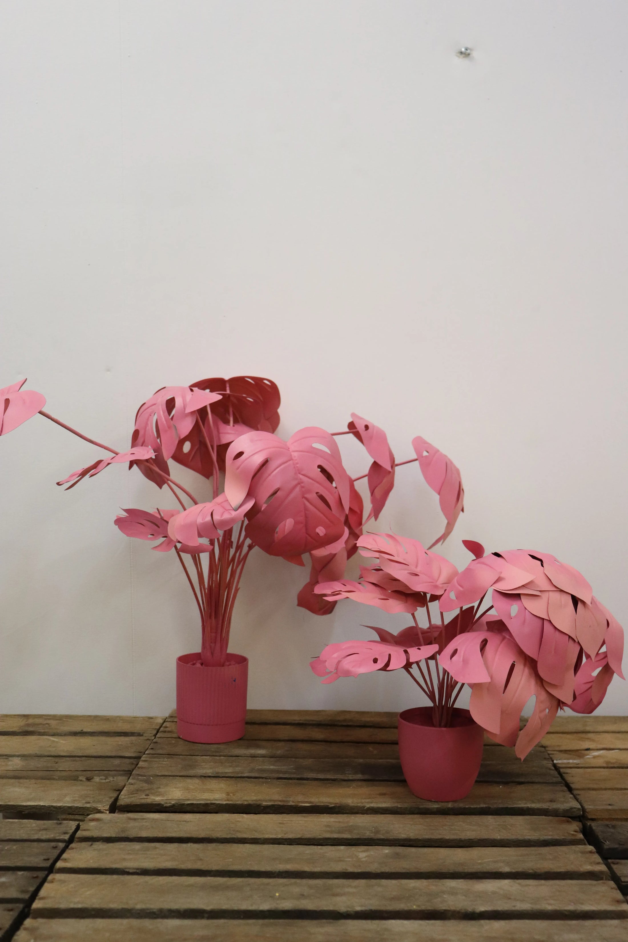 Plantes colorées (lot de 2)
