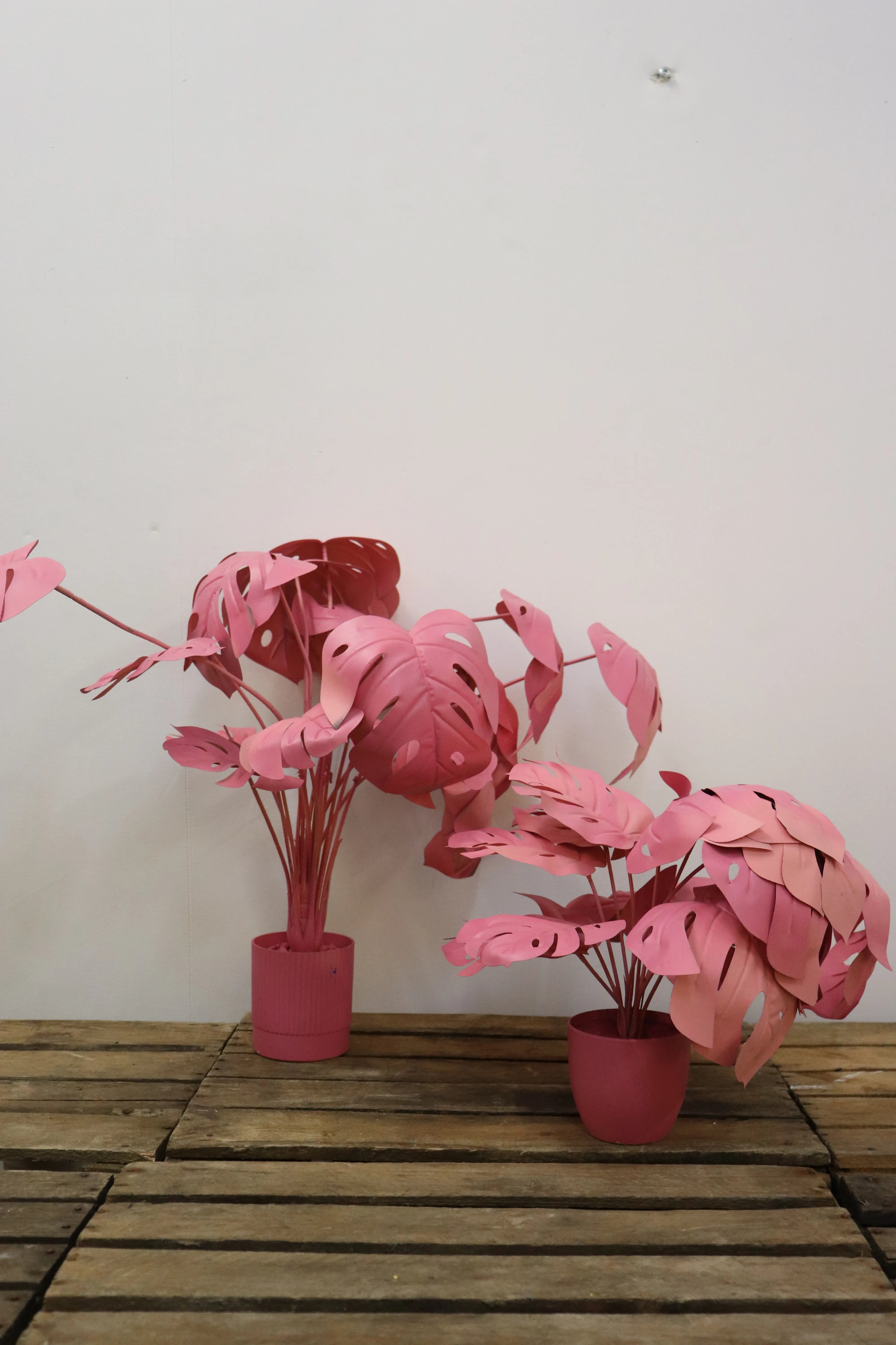 Plantes colorées (lot de 2)